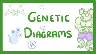 GCSE Biology  Genetic Diagrams 73 [upl. by Trevar]