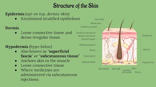 Integumentary System Lecture CHAPTER 5 [upl. by Levitan866]