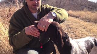 Hunting Dog Training  Reinforcing Retrieve and Hold [upl. by Scarlet]