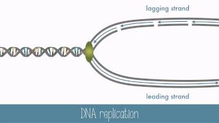 DNA Replication [upl. by Selima388]