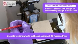 Histology Slide Preparation [upl. by Esadnac]