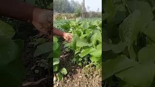 brinjal crop Farming  baigan ki kheti [upl. by Mayda]