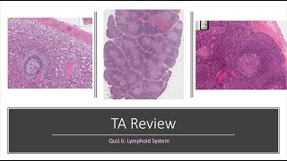 Histology Basics TA Review Lymphoid System [upl. by Ashely788]