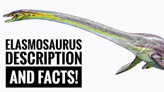 Elasmosaurus  Description and Facts [upl. by Ecinahc]