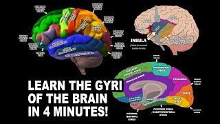 GYRI OF THE BRAIN  LEARN IN 4 MINUTES [upl. by Doti]