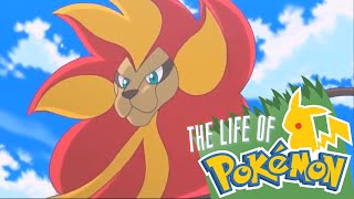 The Life of Pokemon Litleo amp Pyroar [upl. by Ennayr]