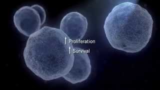 The MAPK Signaling Pathway [upl. by Kunz]