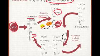 Plant Nitrogen Uptake and Assimilation [upl. by Asehr116]