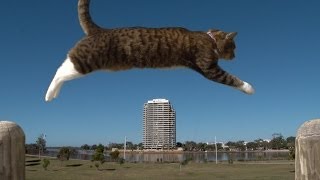 PURRKOUR  Didga the parkour Cat [upl. by Ronni267]