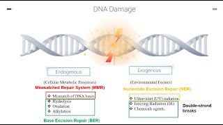 DNA Repair Mechanisms Part 1 [upl. by Maxia]