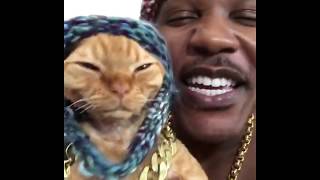 In my feelings Cat Rap Challenge  iAmMoshow amp Dj Ravioli [upl. by Philipp]