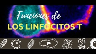 Funciones de los linfocitos T [upl. by Stricklan]