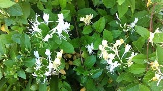 Lonicera japonica Halliana Halls Japanese Honeysuckle [upl. by Mirabel]