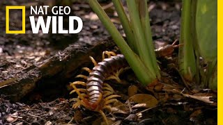 The Giant Centipede Has an Unexpected Meal  Nat Geo Wild [upl. by Ayotak716]