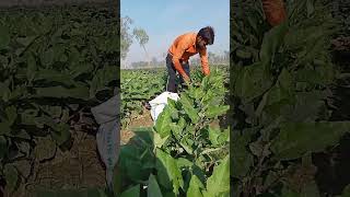 brinjal crop hervesting baigan ki kheti [upl. by Avenej85]