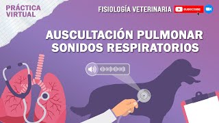 FISIO1AUSCULTACIÓN PULMONARSONIDOS RESPIRATORIOS [upl. by Ittam]