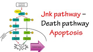 Jnk Pathway [upl. by Greer]