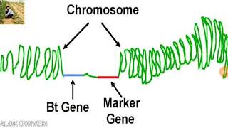 Genetic Marker RFLP AFLP AND RAPDSSR SNPs [upl. by Vachell]