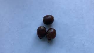 Germinating Palm Seeds  Part 1 [upl. by Pandich]