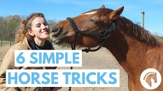 How to Teach Your Horse Tricks 6 Simple Tricks [upl. by Artemisa]