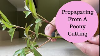 Experiment 🌱Propagating A Peony Plant From A Cutting🌱 [upl. by Hurst]