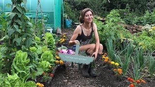 July Allotment Tour amp Harvest 2019  Homegrown Garden [upl. by Wakefield]