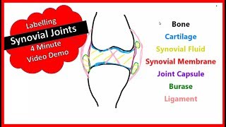 Synovial Joint  Video Labelling [upl. by Nidorf634]