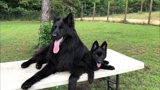 Solid black German Shepherd puppy for sale [upl. by Theresina]