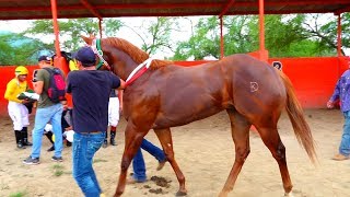 CARRERAS DE CABALLOSSEMIFINAL EL CHULO [upl. by Clementis400]