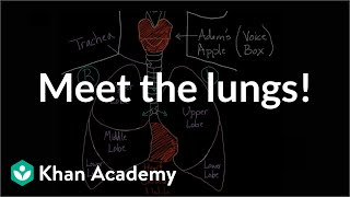 Meet the lungs  Respiratory system physiology  NCLEXRN  Khan Academy [upl. by Eissehc16]