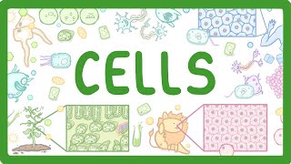 GCSE Biology  Cell Types and Cell Structure 2 [upl. by Linus173]