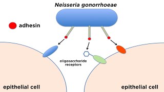 Bacterial Pathogenesis How Bacteria Cause Damage [upl. by Johanna855]