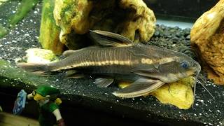 Striped Raphael Catfish Is Out In Plain View [upl. by Ahsikrats]