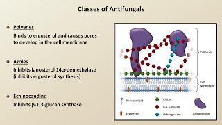 Antifungals Fungal Infections  Lesson 4 [upl. by Lorelle445]