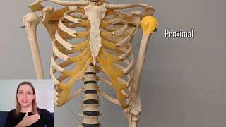 Proximal vs Distal [upl. by Jaela]