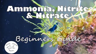 Ammonia Nitrite and Nitrate  Beginners Guide [upl. by Hakaber]