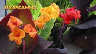 Landscaping Ideas with Tropicanna® cannas [upl. by Shaefer]