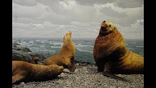 Facts The Steller Sea Lion [upl. by Dolan]