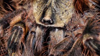 Poecilotheria ornata sling feeding [upl. by Diannne]