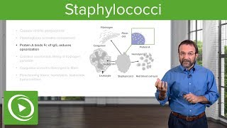 Staphylococci – Microbiology  Lecturio [upl. by Rosanna]