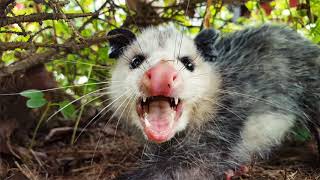 Top 7 Amazing Opossum Facts [upl. by Bill]