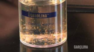 How to Care for Daphnia [upl. by Hubble]