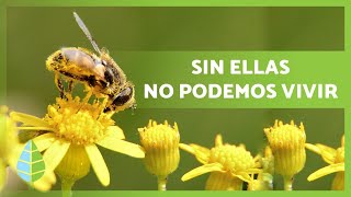 La importancia de las abejas 🐝 ¿Sin ELLAS MORIRÍAMOS ¡DESCÚBRELO [upl. by Tonneson939]