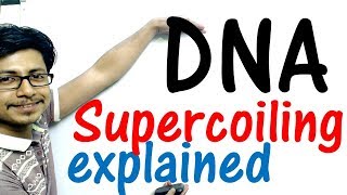 DNA supercoiling explained [upl. by Aeslehc831]