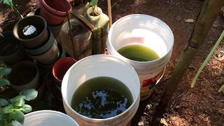 How to grow Green Water Algae [upl. by Ddart]