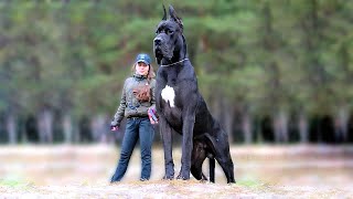 11 Biggest Dogs in the World [upl. by Woody]