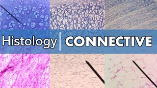 Histology  Connective Tissue [upl. by Lamrouex873]