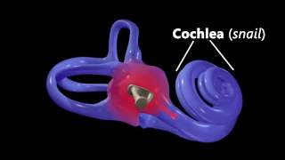 Hearing Ear Anatomy amp Auditory Transduction [upl. by Fiann406]