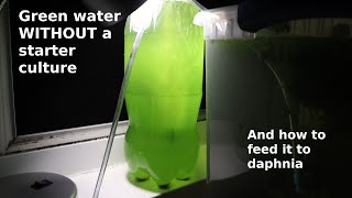 Green Water WITHOUT a Starter Culture  From Scratch  How To [upl. by Vudimir]