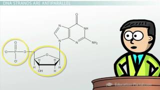 DNA  Adenine Guanine Cytosine Thymine [upl. by Loftus]